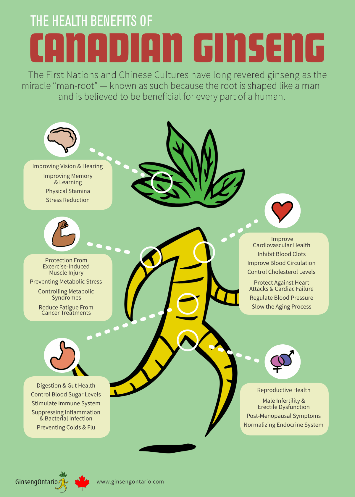 Health Benefits Ontario Ginseng Growers Association