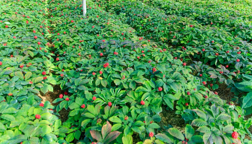 Rows of ginseng plants
