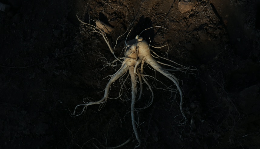image of ginseng root underground