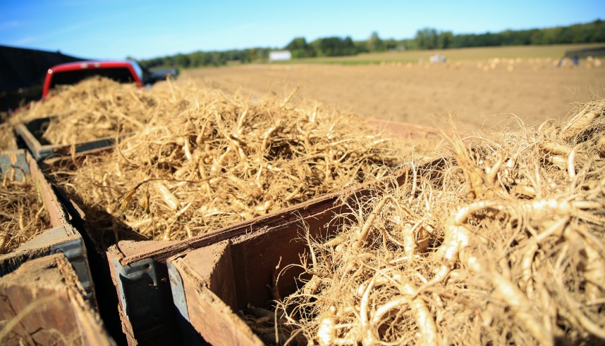 Harvested Ontario Ginseng