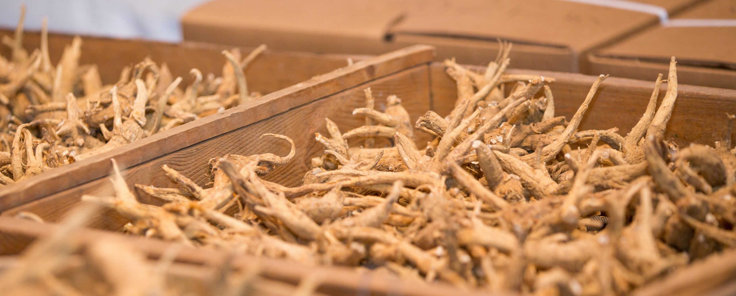 what-is-the-difference-between-ginger-and-ginseng-ontario-ginseng