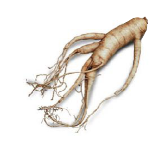 Illustration of ginseng root